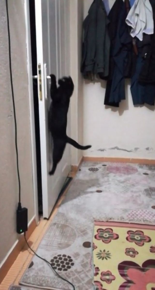 Patisiyle kapıyı açan kedi fenomen oldu