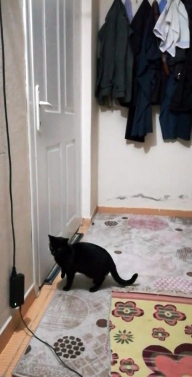 Patisiyle kapıyı açan kedi fenomen oldu