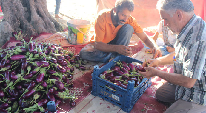 Patlıcan tarlada 25 kuruş oldu!
