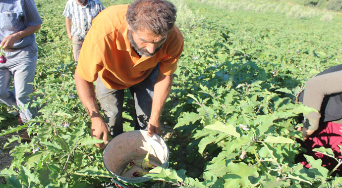 Patlıcan tarlada 25 kuruş oldu!