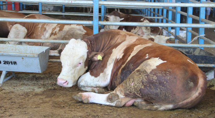 Kurban pazarının gözdesi 'Paşa'