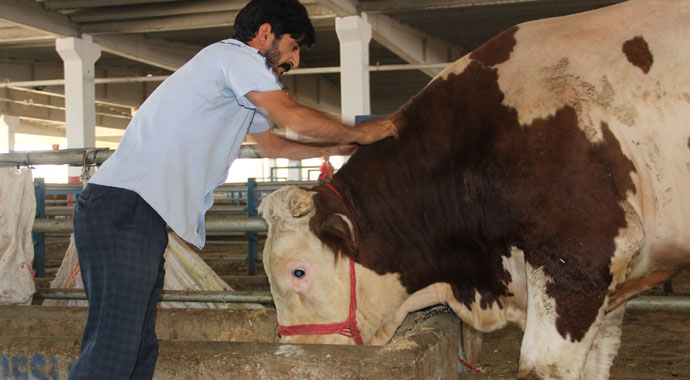Kurban pazarının gözdesi 'Paşa'