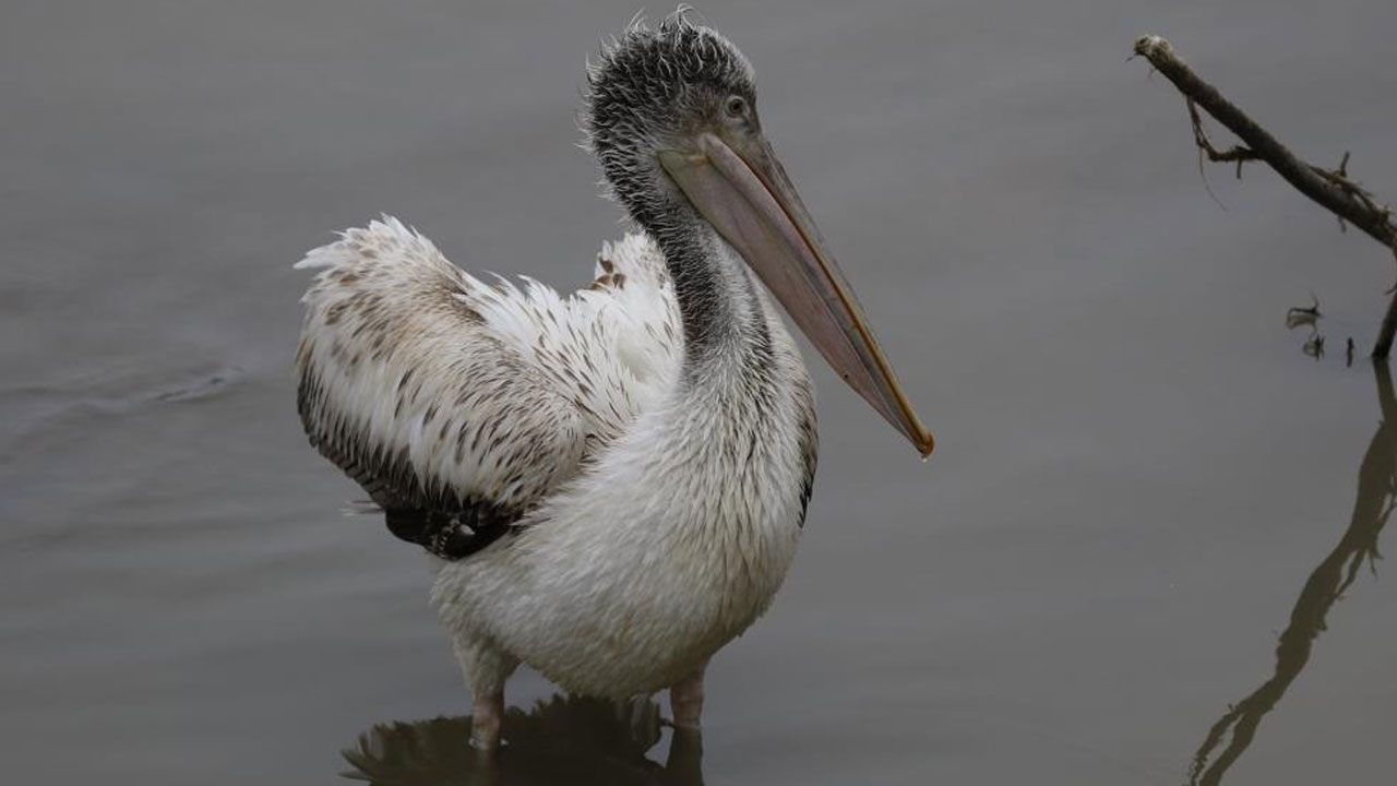 Nesli tükenmek üzere... Türkiye'de görüntülendi