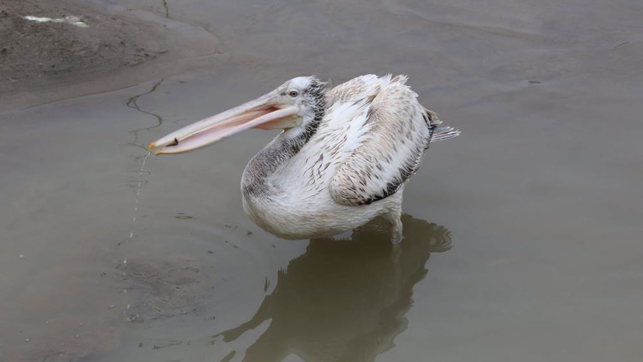 Nesli tükenmek üzere... Türkiye'de görüntülendi
