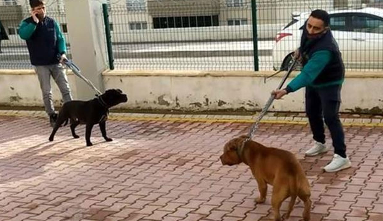 Pitbull'ların saldırısına uğrayan Asiye’nin ailesi koruma altında