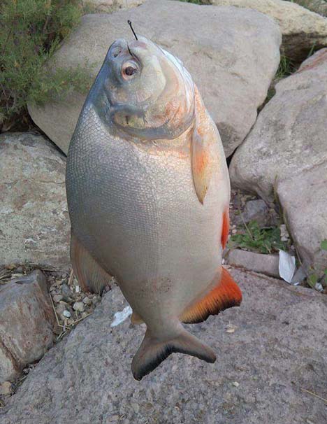 'Pirana' değil 'Pacu' çıktı