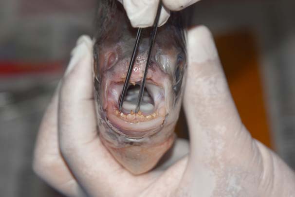 'Pirana' değil 'Pacu' çıktı