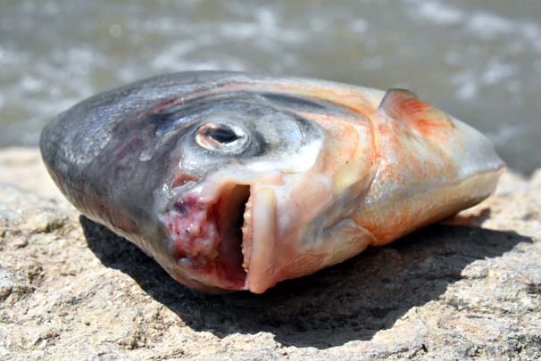 'Pirana' değil 'Pacu' çıktı