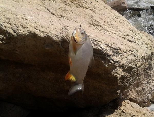 Kızılırmak'ta 'Pirana' bolluğu