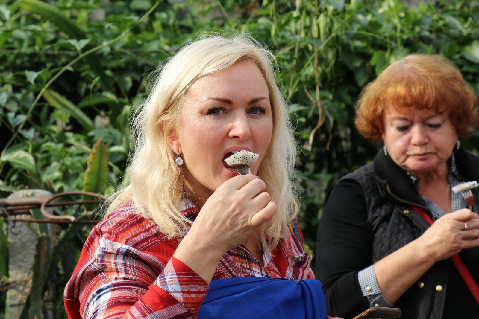 Pitaya bahçesi adeta servet kazandırıyor