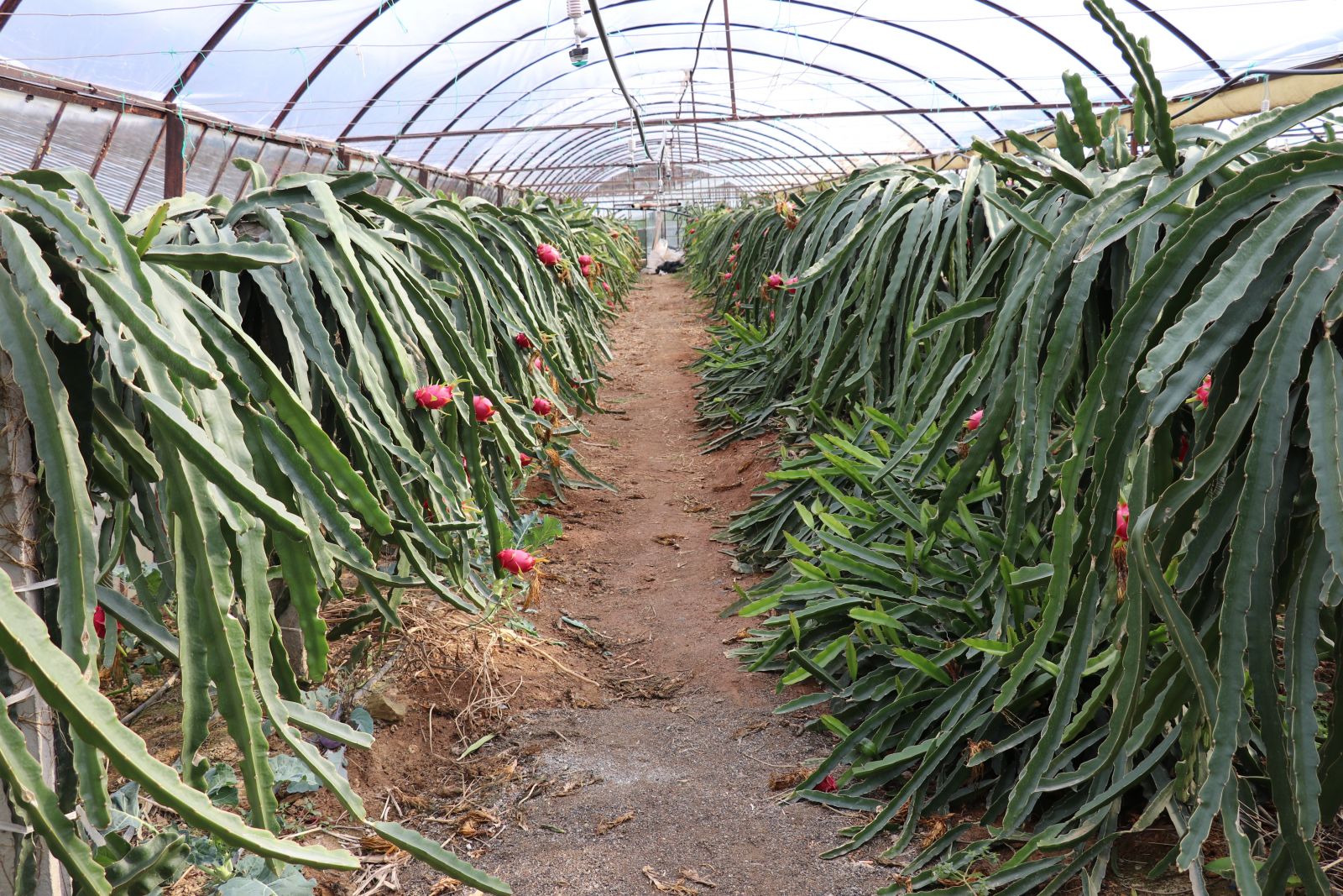 Pitaya bahçesi adeta servet kazandırıyor