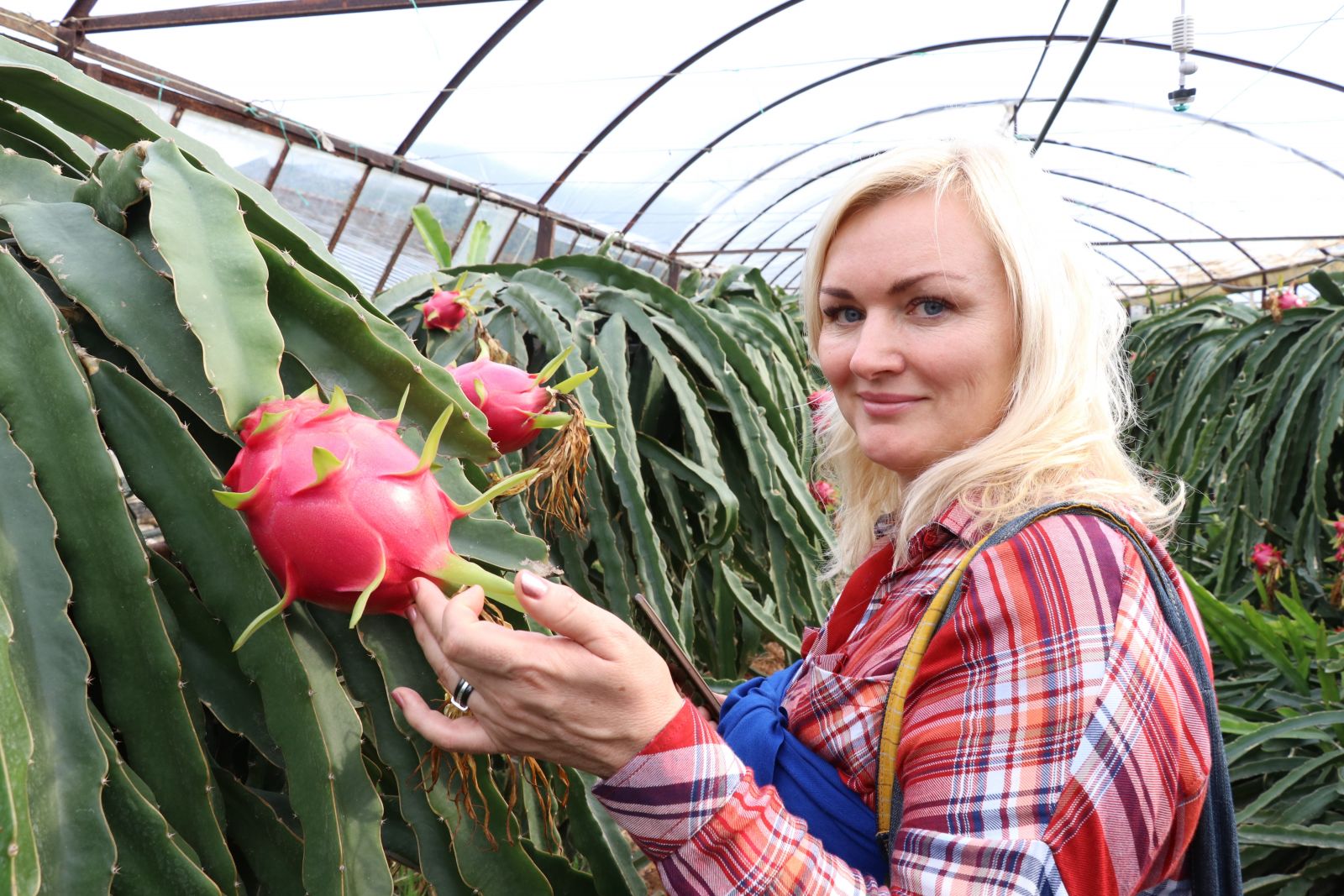 Pitaya bahçesi adeta servet kazandırıyor