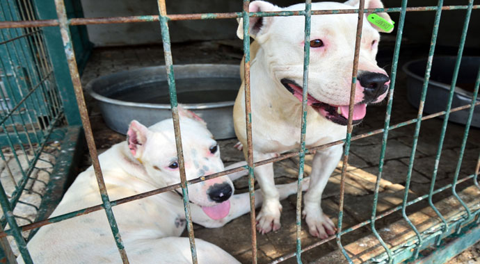 Barınaktaki pitbullar sahiplendirilemiyor