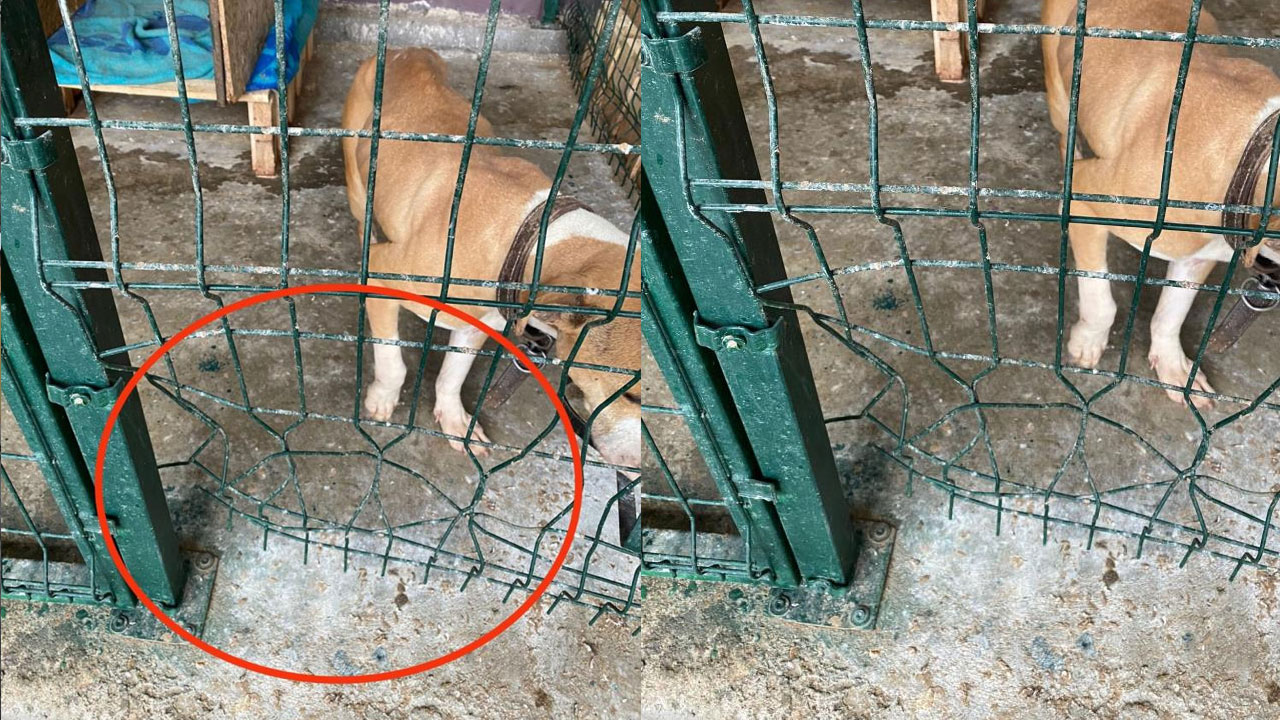 Pitbull dehşeti: Önce kafesini parçaladı sonra Alman kurdunu boğarak öldürdü