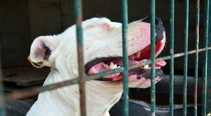 Barınaktaki pitbullar sahiplendirilemiyor