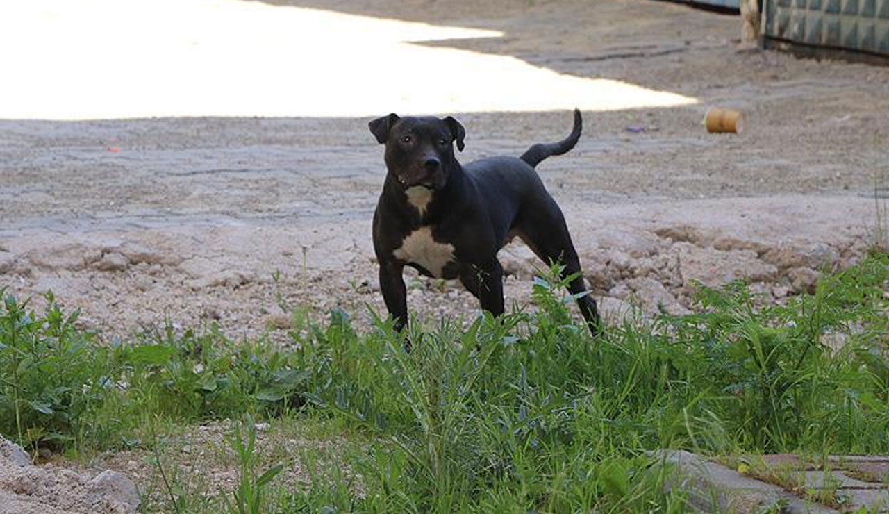 Gündem pitbull saldırıları: Avrupa, köpeği değil sahibini denetliyor