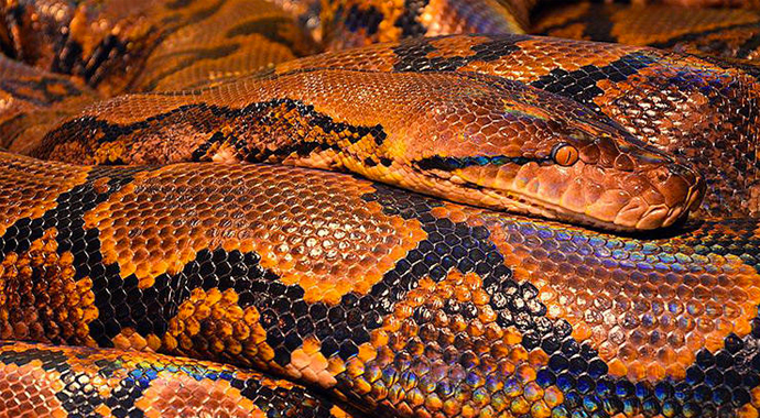 Malezya'da 100 kilogramlık piton yakalandı