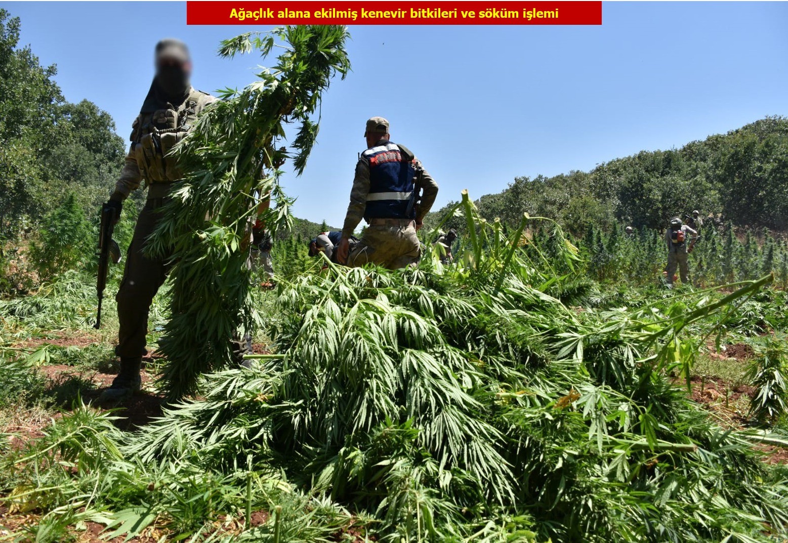 PKK'nın finans kaynağına darbe: 1 ton esrar, 6 milyon 718 bin kenevir ele geçirildi