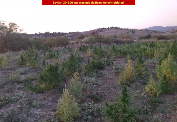 Diyarbakır’da uyuşturucu tarlası yok edildi