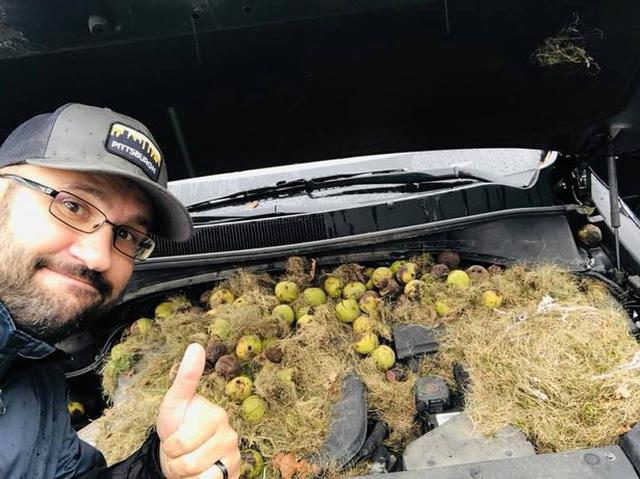 Kötü kokan arabasının kaputunda fındık buldu!