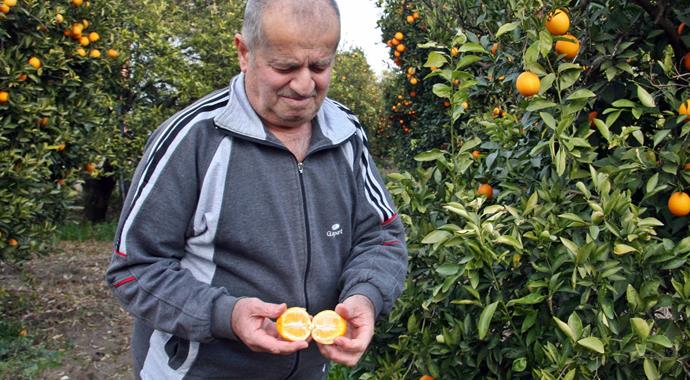 Portakalı don vurdu