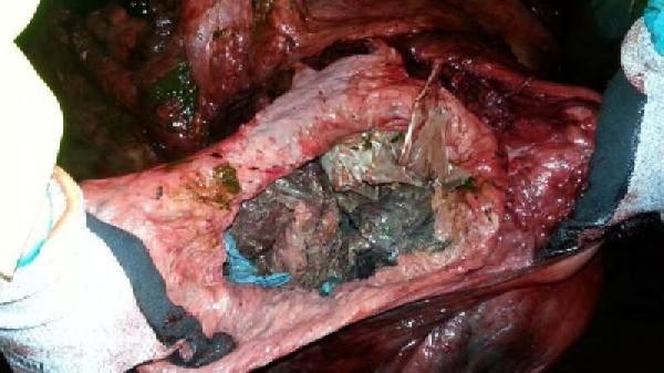Balinanın karnından çıkan plastik torbalar müzede
