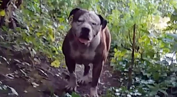 Yaşlı kadının yüzünü parçalayan pitbullun sahibine 2,5 sene hapis Yaşlı kadının yüzünü parçalayan pitbullun sahibine 2,5 sene hapis