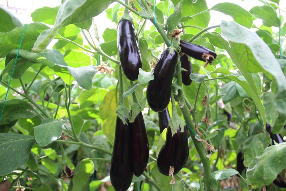 Vatandaşa müjde! Antalya'da ısınan hava üretimi arttırdı, fiyatlar düşmeye başladı