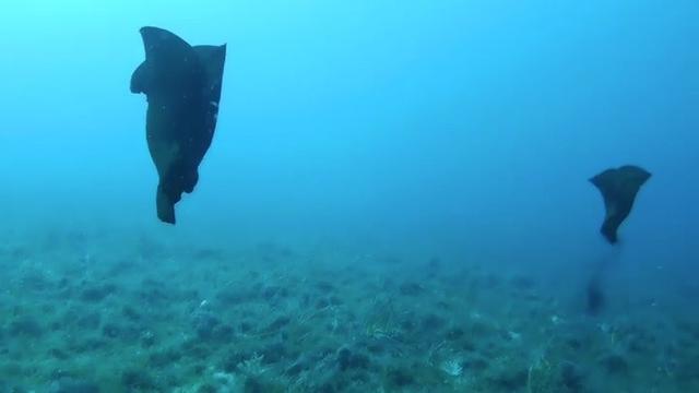 Çanakkale’de deniz tavşanı görüntülendi