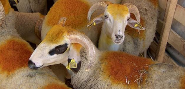 Kurban Keserken Okunacak Dualar | Kurban kesilirken hangi dua okunur?