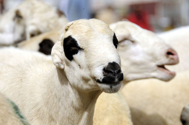 Kurban Keserken Okunacak Dualar | Kurban kesilirken hangi dua okunur?