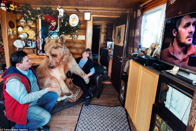 Rus aile evlerinde ayı besliyor