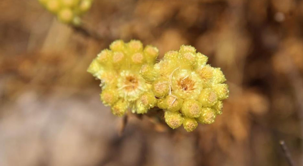 Yok olma tehlikesiyle karşı karşıya! Dünyada sadece 11 tane kaldı, hepsi Kuşadası’nda...
