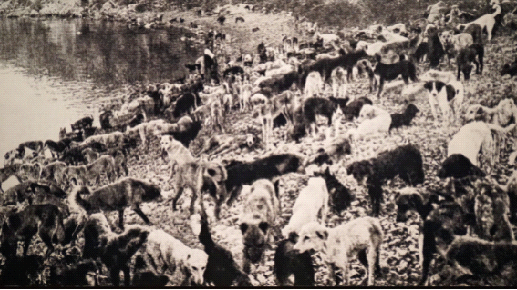 Köpekli köyün mavalcısı Dr. Remlinger