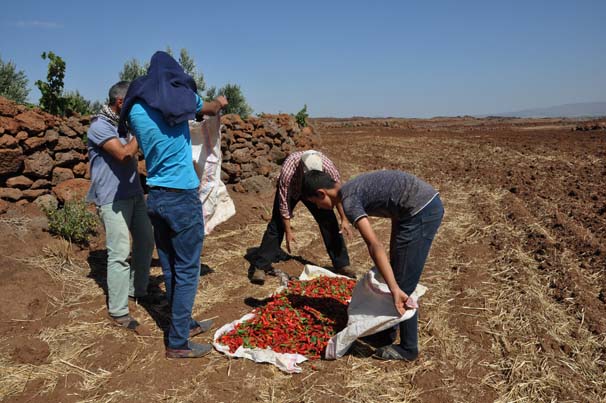 Kurutulmak üzere serilen 5 ton biber çalındı!