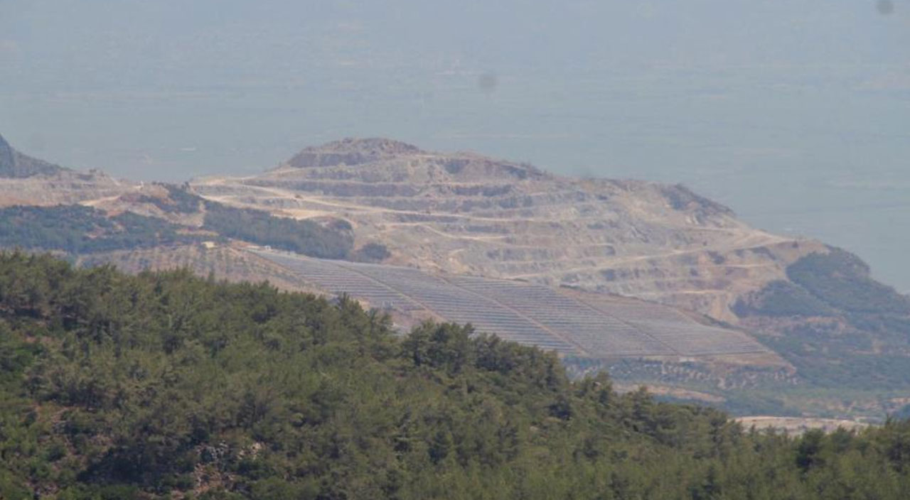 Yok olma tehlikesiyle karşı karşıya! Dünyada sadece 11 tane kaldı, hepsi Kuşadası’nda...