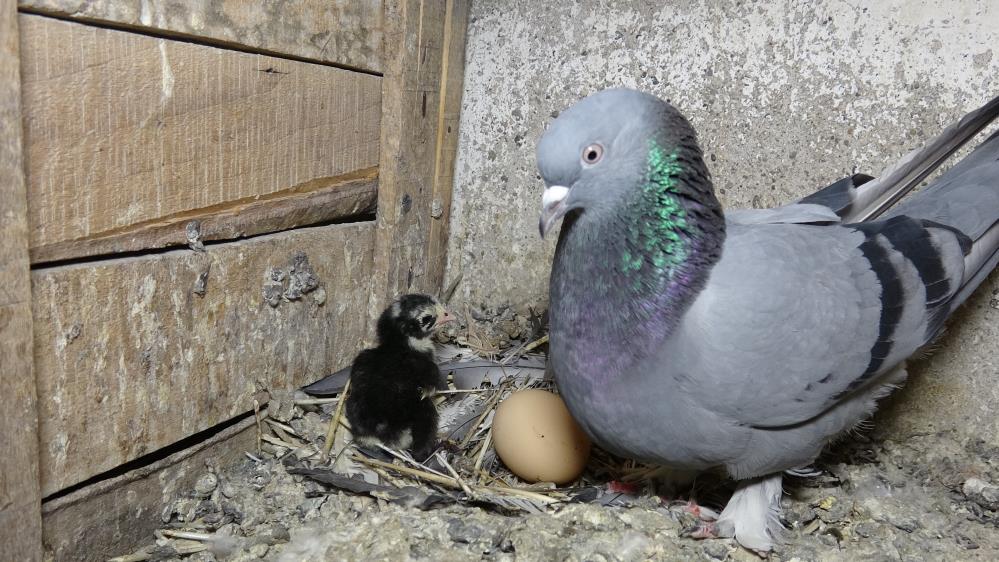 Güvercinler civciv çıkardı