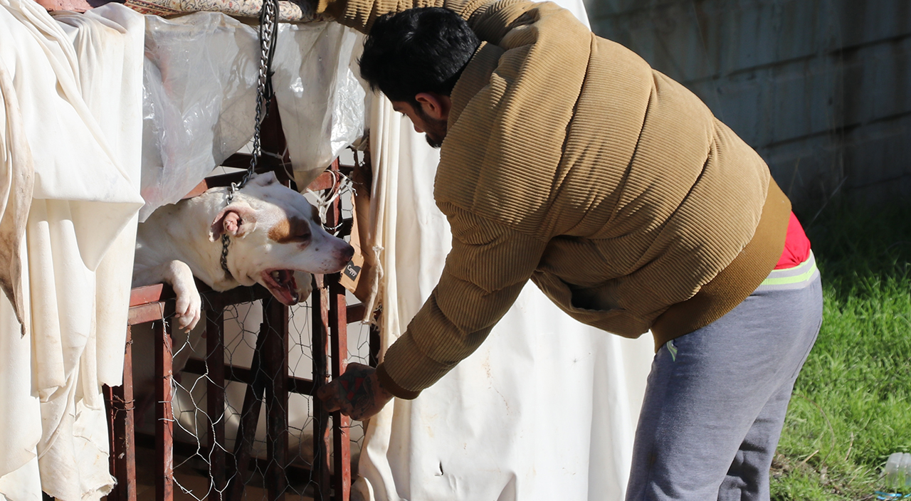 Yine pitbull yine dehşet: 13 yaşındaki çocuğa saldırdı