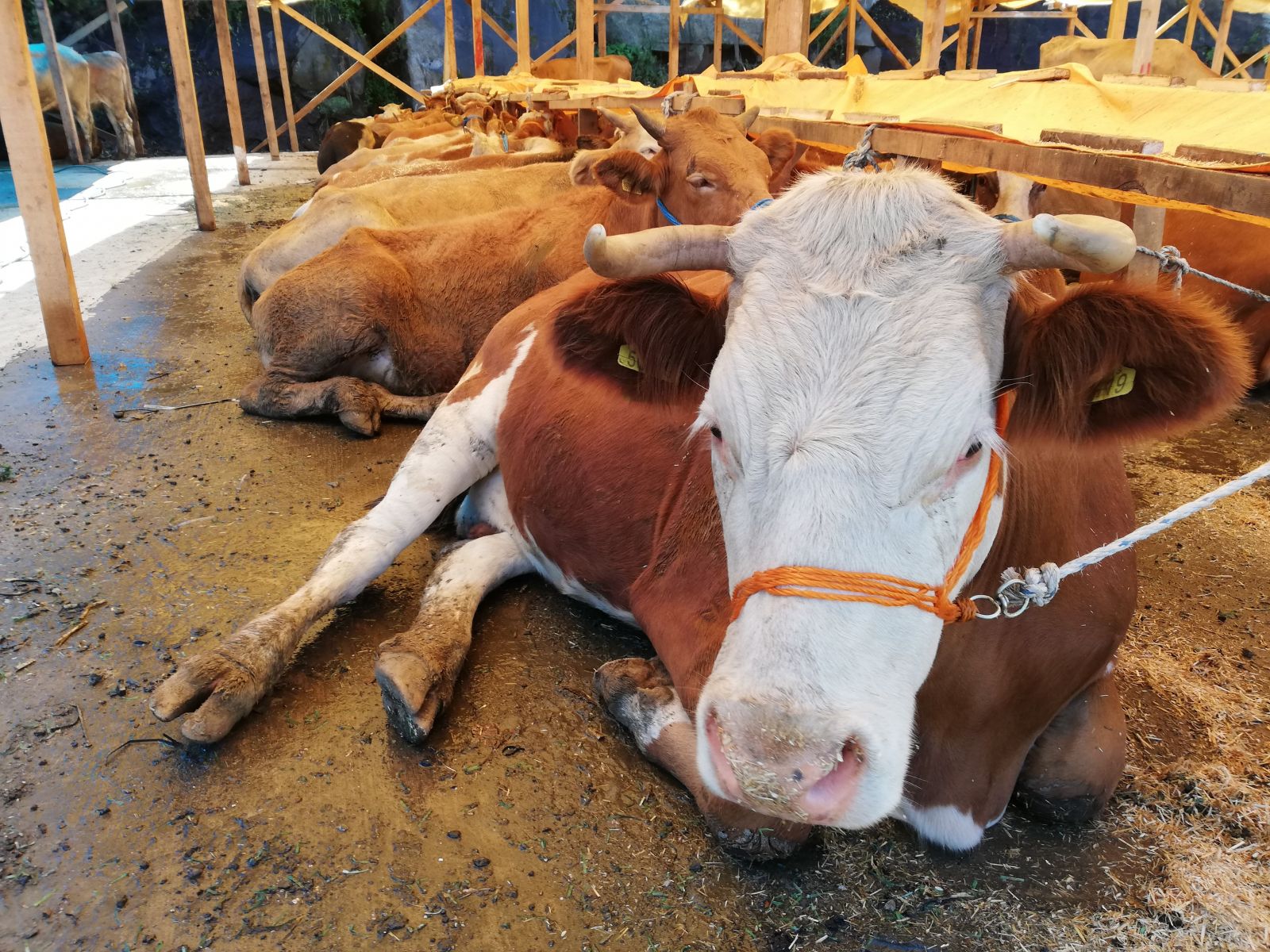Rize'de kurbanlıklar pazardaki yerini almaya başladı