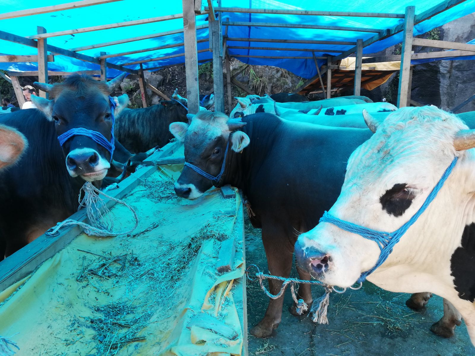 Rize'de kurbanlıklar pazardaki yerini almaya başladı