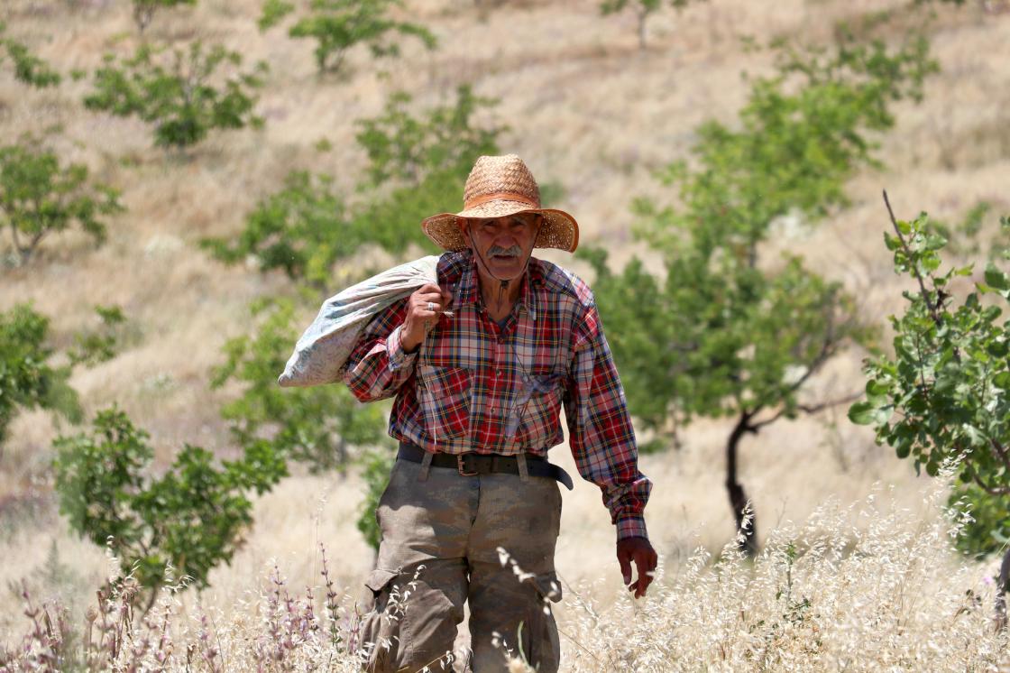 'Robinson Ziya'nın adasında hasat yapıldı