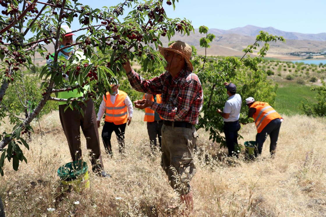 'Robinson Ziya'nın adasında hasat yapıldı