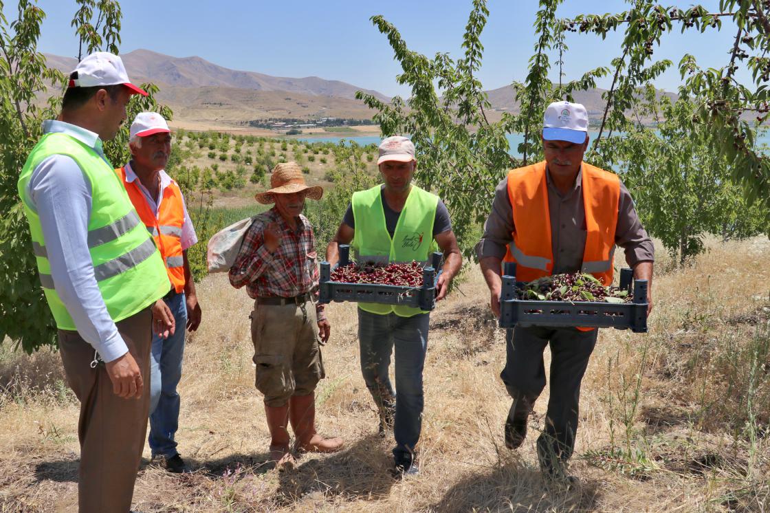 'Robinson Ziya'nın adasında hasat yapıldı