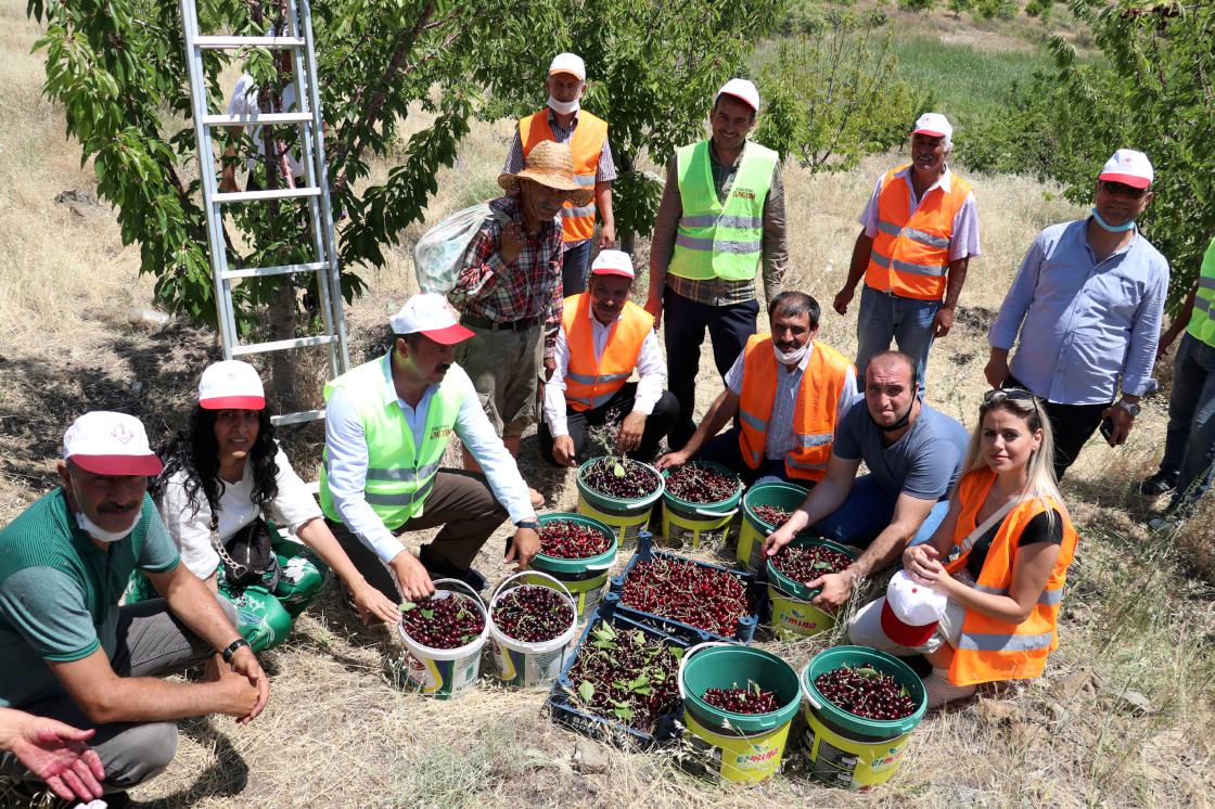 'Robinson Ziya'nın adasında hasat yapıldı
