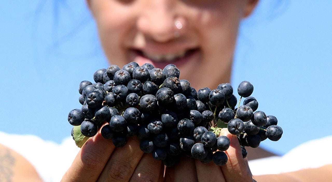 Müthiş meyve aronya kansere karşı kalkan oluyor, kalp hastalıklarına iyi geliyor