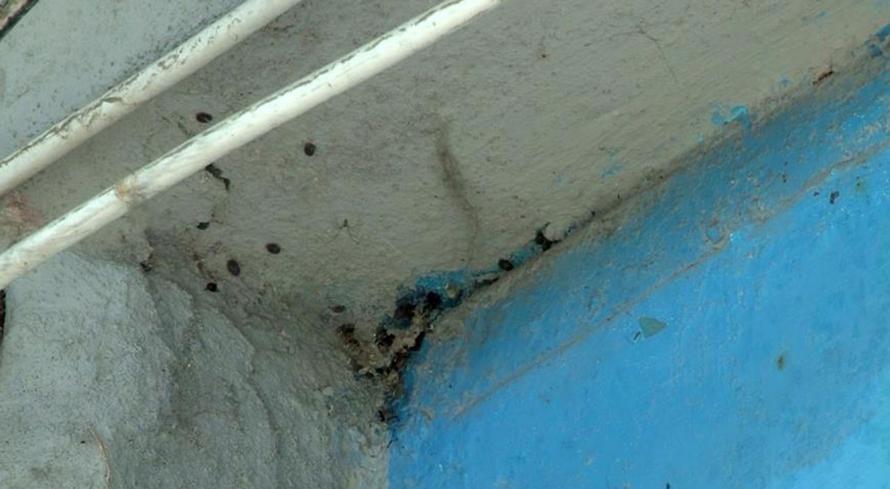 İstanbul’da kene paniği: Yüzlercesi apartmanı istila etti