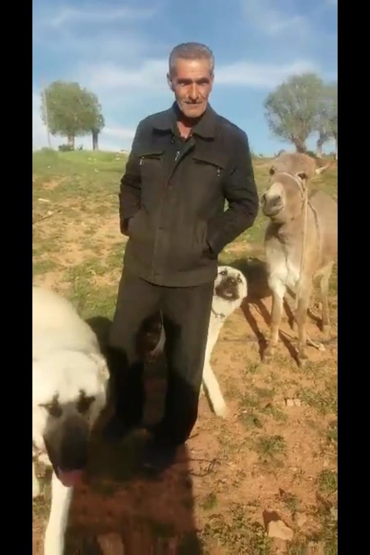 Sevginin böylesi...15 gün sonra sahiplerini gören hayvanlar sevgilerini böyle gösterdi