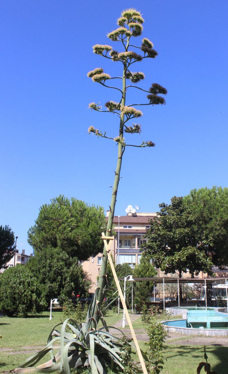 Sitenin bahçesine ektikleri bitki 29 yıl sonra çiçek açtı