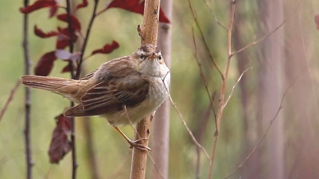 Hersek Lagünü'nde 3 yeni kuş türü tespit edildi