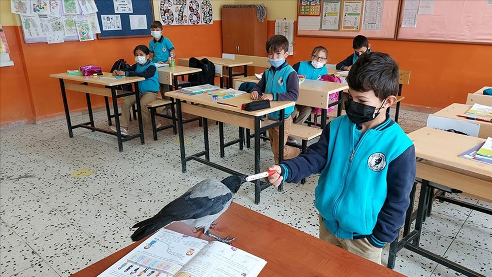 Küçük çocuk iyileştirdiği kargayla dost oldu